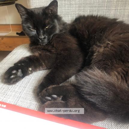 Photo 1/1 Chat retrouvé Perdu à Meulan en yvelines