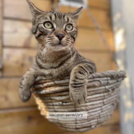 Photo 1/1 Lyo Chat perdu à Garchizy