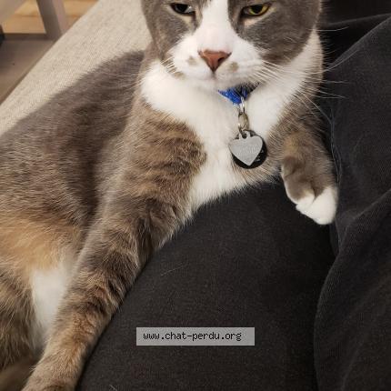 Photo 1/1 ORION Chat perdu à Longueuil