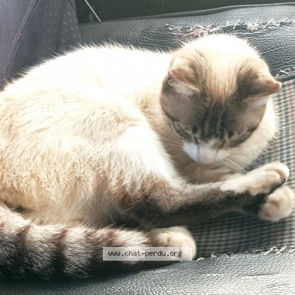 Photo 1/1 Guimauve Chat perdu à Inguiniel