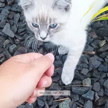 Photo 1/1 Hermes Chat perdu à Kasson mn