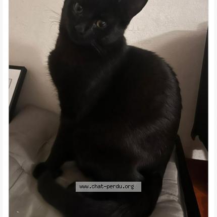 Photo 1/1 Chat retrouvé Perdu à Nanterre