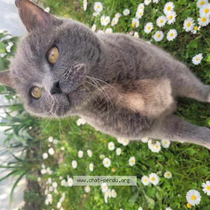 Photo de chat perdu à Eaubonne