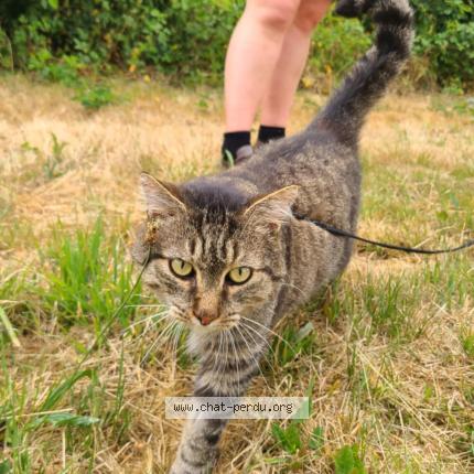 Photo de chat perdu à Paimpont