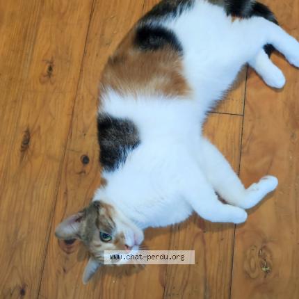 Photo 1/1 Praline Chat perdu à Saint quentin