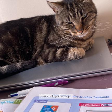 Photo 1/1 TIGRI Chat perdu à Sartrouville