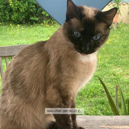 Photo de chat perdu à St Sulpice De Royan