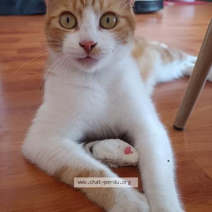 Photo 1/1 Bazooka Chat perdu à Toulouse toulouse