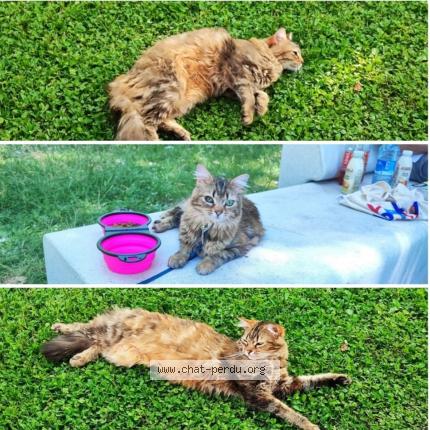 Photo 1/1 Choupette Chat perdu à Pierreefontaine les blamont