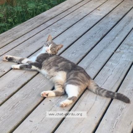 Photo de chat perdu à Lacanau