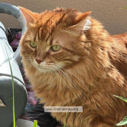 Photo de chat perdu à Merville