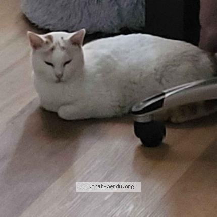 Photo de chat perdu à Bray Sur Seine