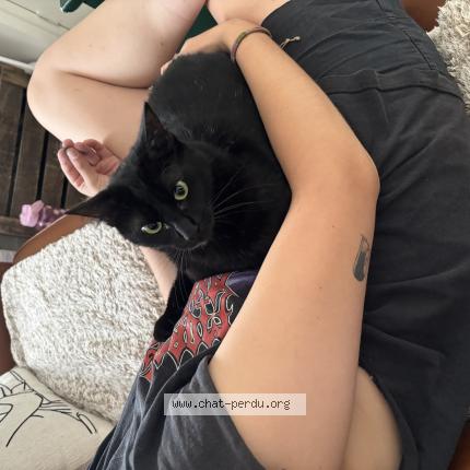 Photo 1/1 Chat retrouvé Perdu à Tours