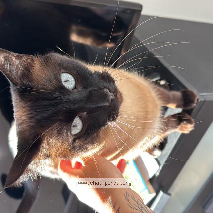 Photo de chat perdu à Chamalieres