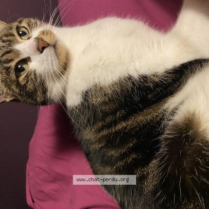 Photo de chat perdu à Tremblay Les Villages