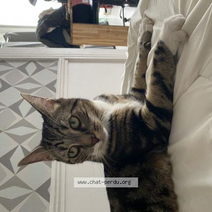 Photo de chat trouvé à Reims