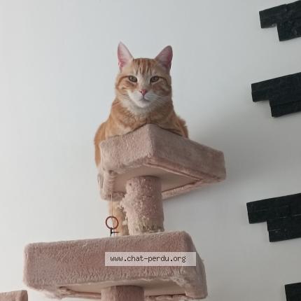 Photo de chat perdu à Pontault Combault