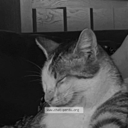 Photo 1/1 Loki Chat perdu à Soppe le bas