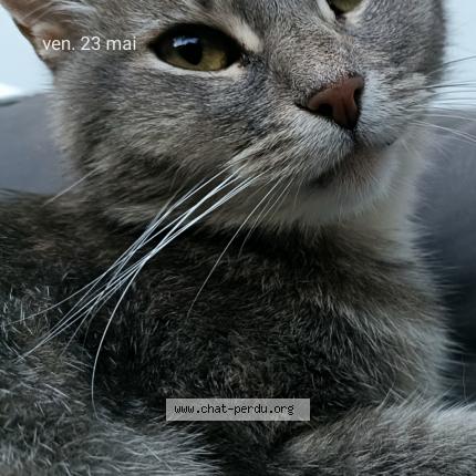 Photo de chat perdu à Chozeau