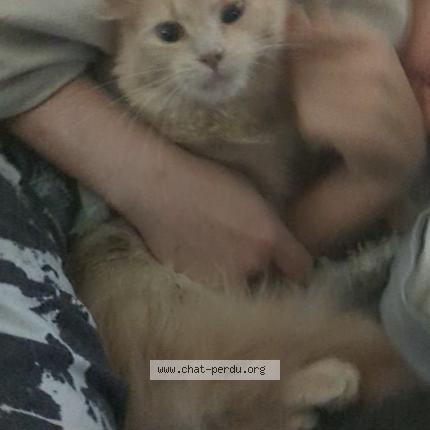 Photo 1/1 Nala Chat perdu à Rawdon