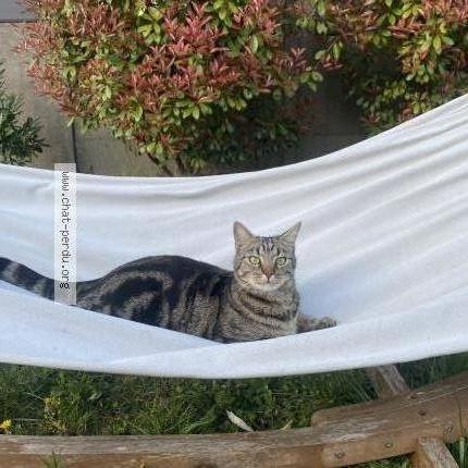Photo de chat perdu à Le Blanc Mesnil