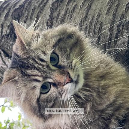 Photo de chat perdu à Faches Thumesnil