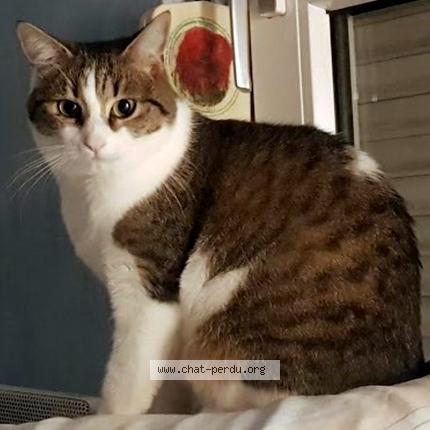 Photo 1/1 Chat retrouvé Perdu à Haguenau