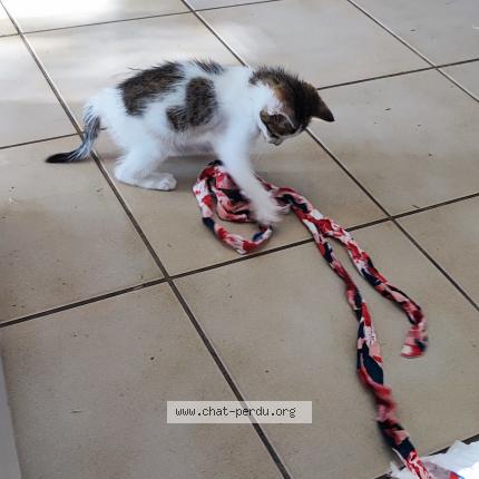 Photo de chat perdu à Pornichet