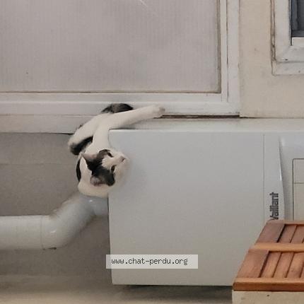 Photo 1/1 Tétris Chat perdu à 59100 roubaix