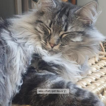Photo 1/1 ziha Chat perdu à Geay