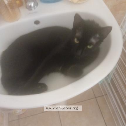 Photo 1/1 Felix Chat perdu à Tartas