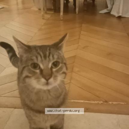 Photo de chat perdu à Sevres