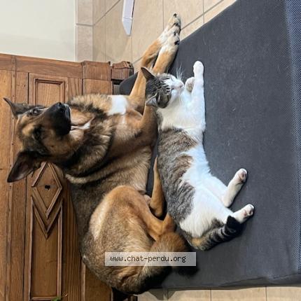 Photo 1/1 Undra Chat perdu à Saint cyr en retz