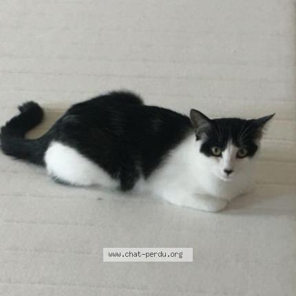 Photo de chat perdu à Allassac
