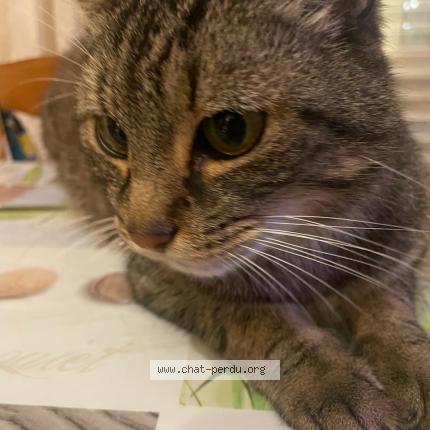 Photo 1/1 bibi Chat perdu à St sebastien sur loire