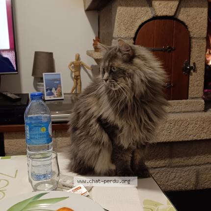 Photo 1/1 Chat retrouvé Perdu à La Meauffe