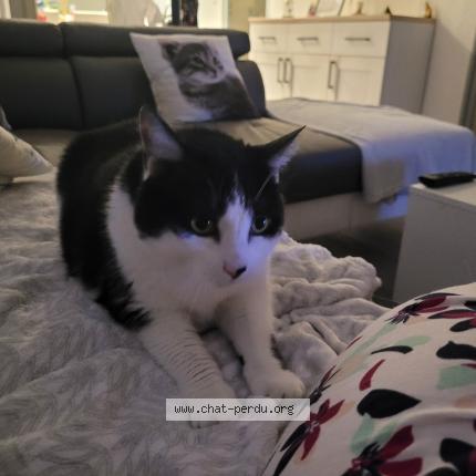 Photo de chat perdu à Douai