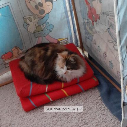 Photo de chat perdu à Saint Clair