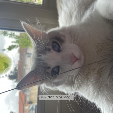 Photo 1/1 Charly Chat perdu à Launaguet
