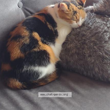 Photo 1/1 Linky Chat perdu à Beauzelle