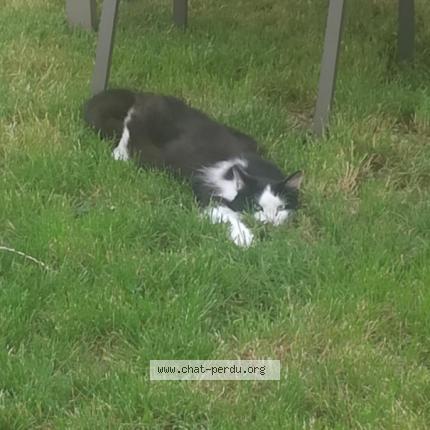 Photo 1/1 Ponpom Chat perdu à Distre