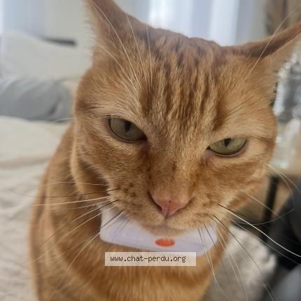 Photo de chat perdu à Reze