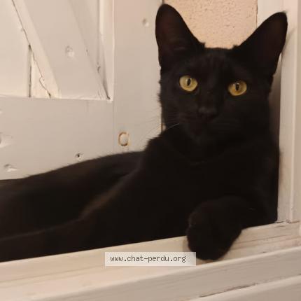 Photo de chat perdu à Toulon