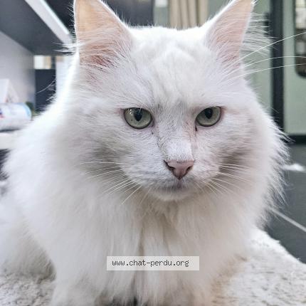 Photo 1/1 Chat retrouvé Perdu à Tourcoing