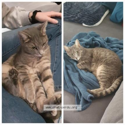 Photo 1/1 Chat retrouvé Perdu à Epinal