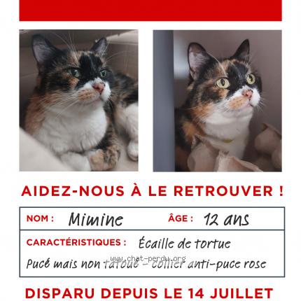 Photo de chat perdu à Elbeuf