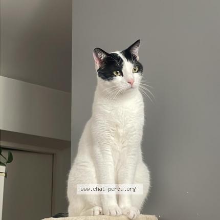 Photo de chat perdu à Saintes