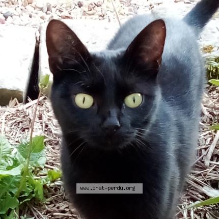 Photo 1/1 Hinata Chat perdu à Courcelles sur viosne