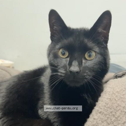 Photo 1/1 Chat retrouvé Perdu à Maignelay Montigny
