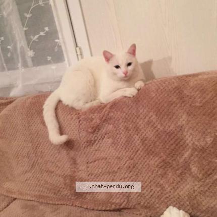 Photo 1/1 Mimine Chat perdu à Blaslay